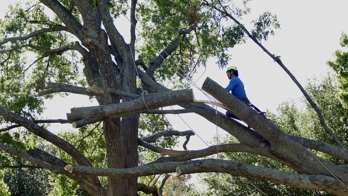 Professional Hazardous Tree Removal performed by certified arborists in Boulevard