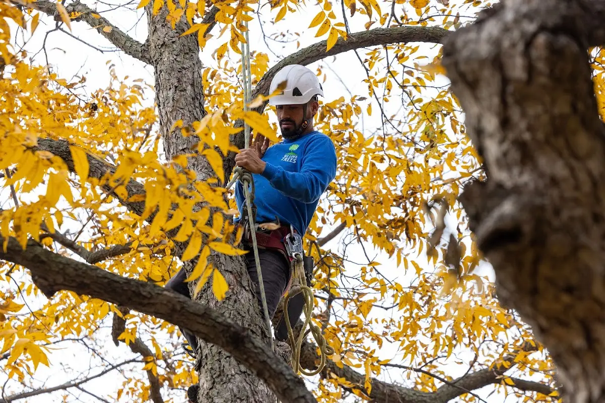 Skilled Dead Tree Removal crew working in Boulevard