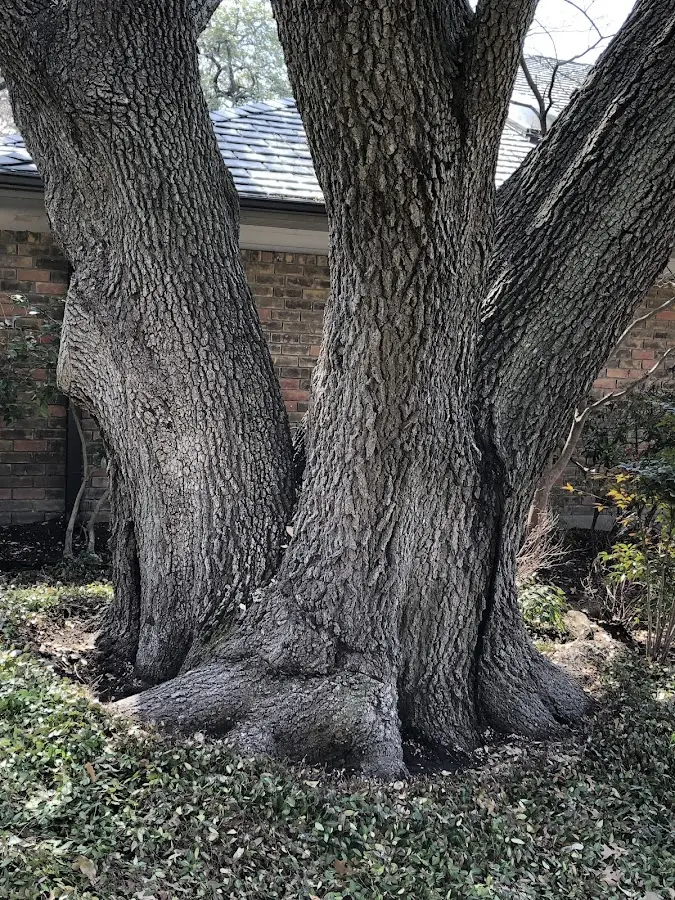 Mature heritage tree close to a Boulevard property cared for by certified arborists